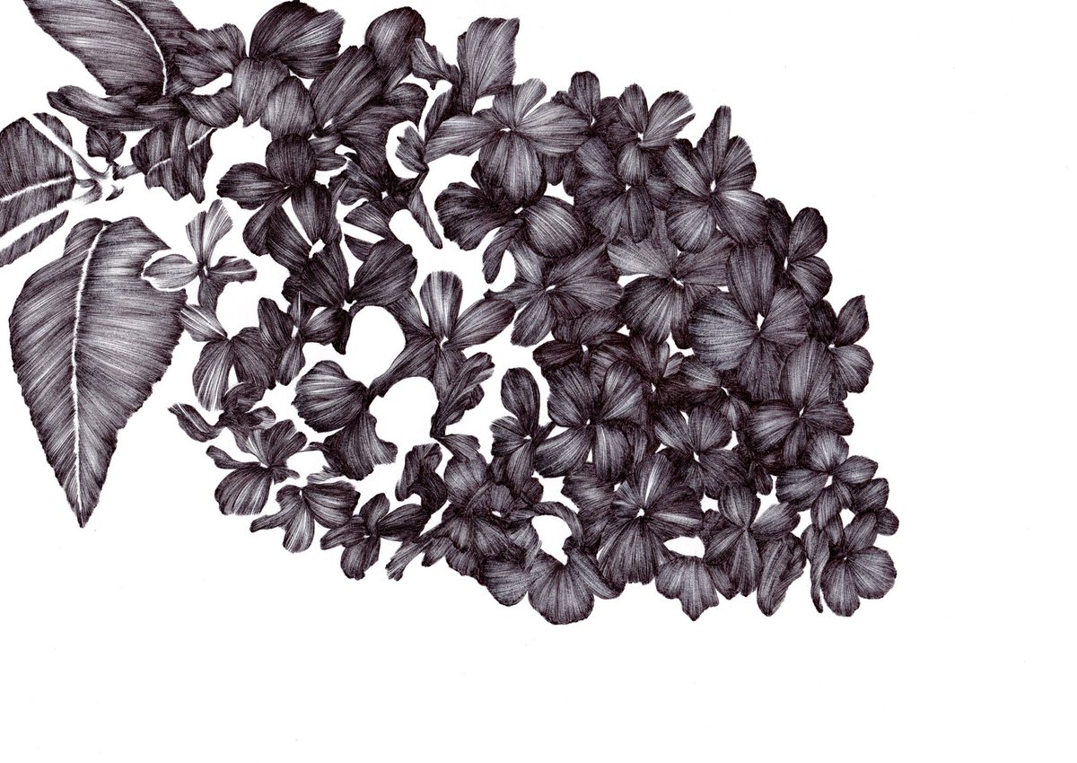 春は色んな花が咲く楽しみがあるけれど
あっという間に咲いて散ってしまう
#ライラック
#花