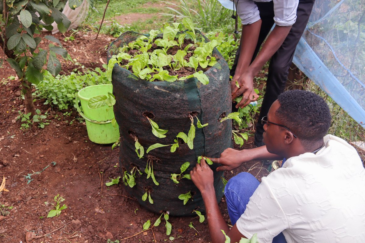 giftedPWDcentre's tweet image. At GCC, we are utilizing #smallspaces to enhance the economic resilience of youth with disabilities through climate-smart agriculture&amp;amp;kitchen gardening, using #recyclable materials.
“Using sacks makes farming easier for me coz I don’t have to bend too much.” (Physical Disability)