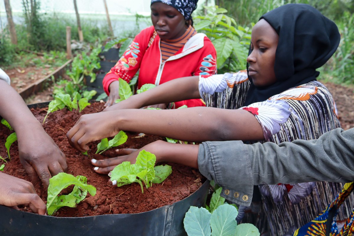 giftedPWDcentre's tweet image. At GCC, we are utilizing #smallspaces to enhance the economic resilience of youth with disabilities through climate-smart agriculture&amp;amp;kitchen gardening, using #recyclable materials.
“Using sacks makes farming easier for me coz I don’t have to bend too much.” (Physical Disability)