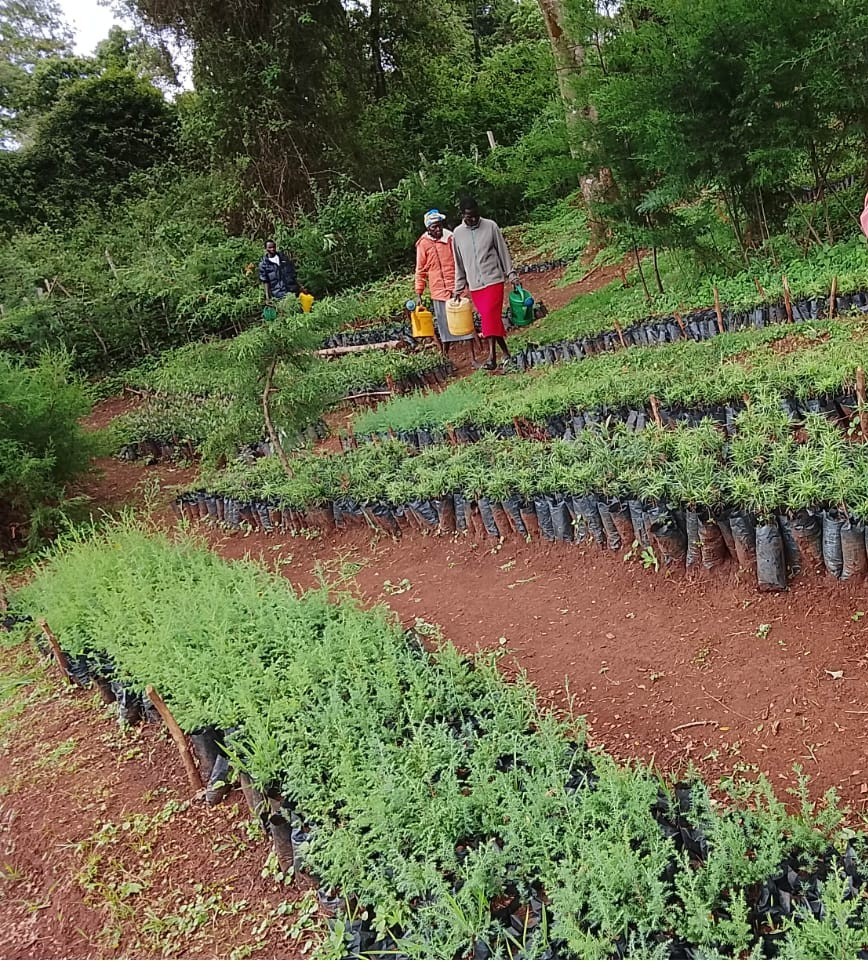 jenga_future's tweet photo. Kimengech Natural Forest is a protected indigenous forest located in Elgeyo Marakwet County, Kenya. It forms part of the complex ecosystem along the Elgeyo escarpment, contributing to water regulation, biodiversity, and community livelihoods through sustainable forest management https://t.co/nGD8ue1dYX