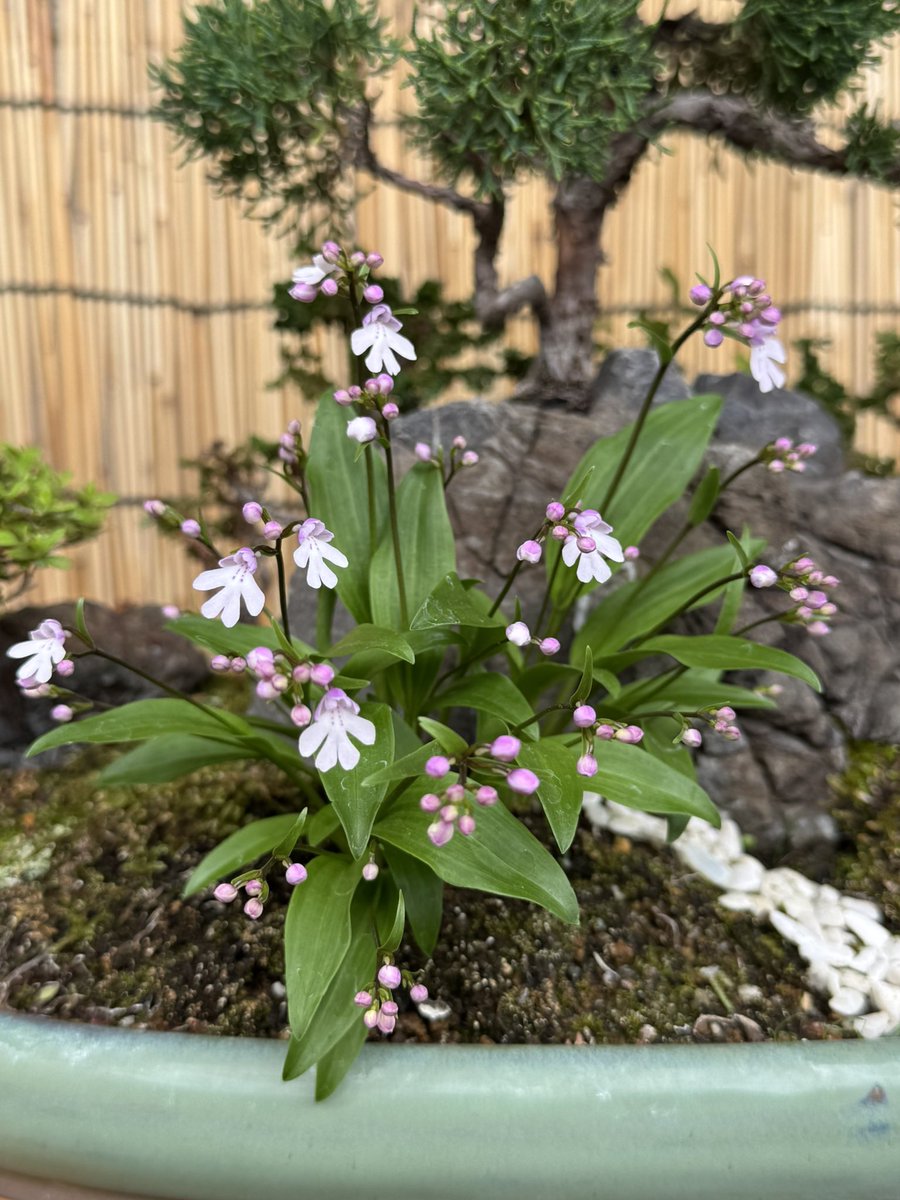 Second Life CBD tweet media