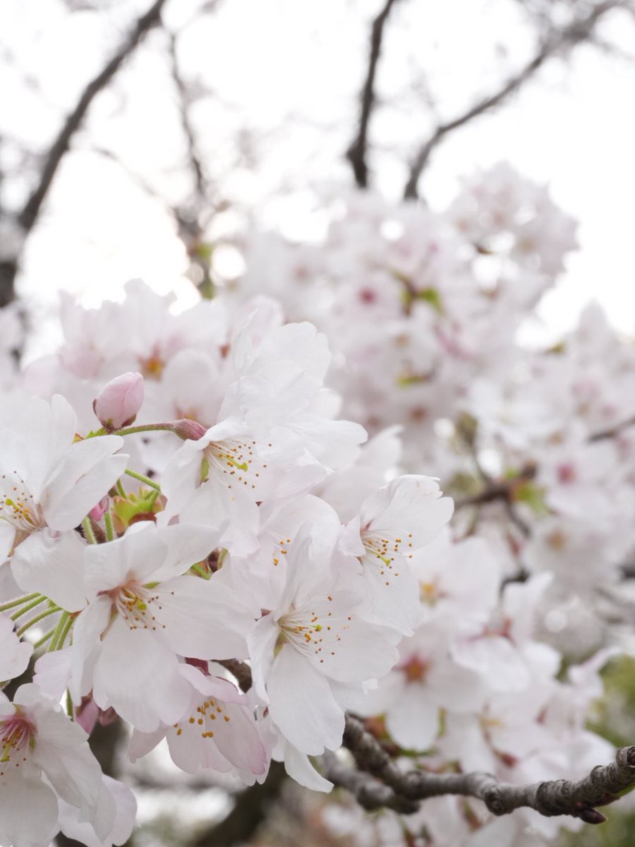 ひであお𓎩𓌉𓇋 tweet media