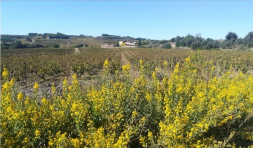 stopagroparc's tweet photo. Inclou tast de cava i coca entre vinyes 🍾

💶 Donació: 25€
Per una bona causa: protegir l'#àligacuabarrada 🦅

👉🏼 Hisenda et retorna fins a un 80% de la donació 💸 https://t.co/5dlCZpMqza