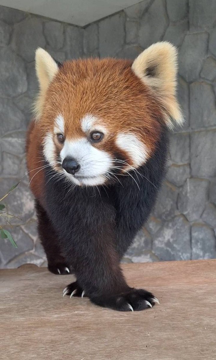 Ameee373737's tweet image. おててをクロスして、
モデルさんみたいな
リーファちゃん✨

美しすぎて見とれてしまう…🥺💕

📷️2026/3/28
#李花
#リーファ
#レッサーパンダ
#秋吉台サファリランド
#可愛すぎ注意
#おでこくらぶ