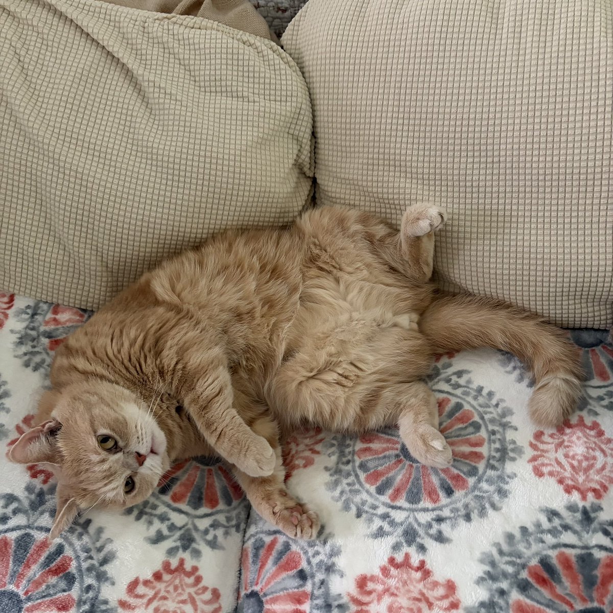 sAndra Shen tweet media