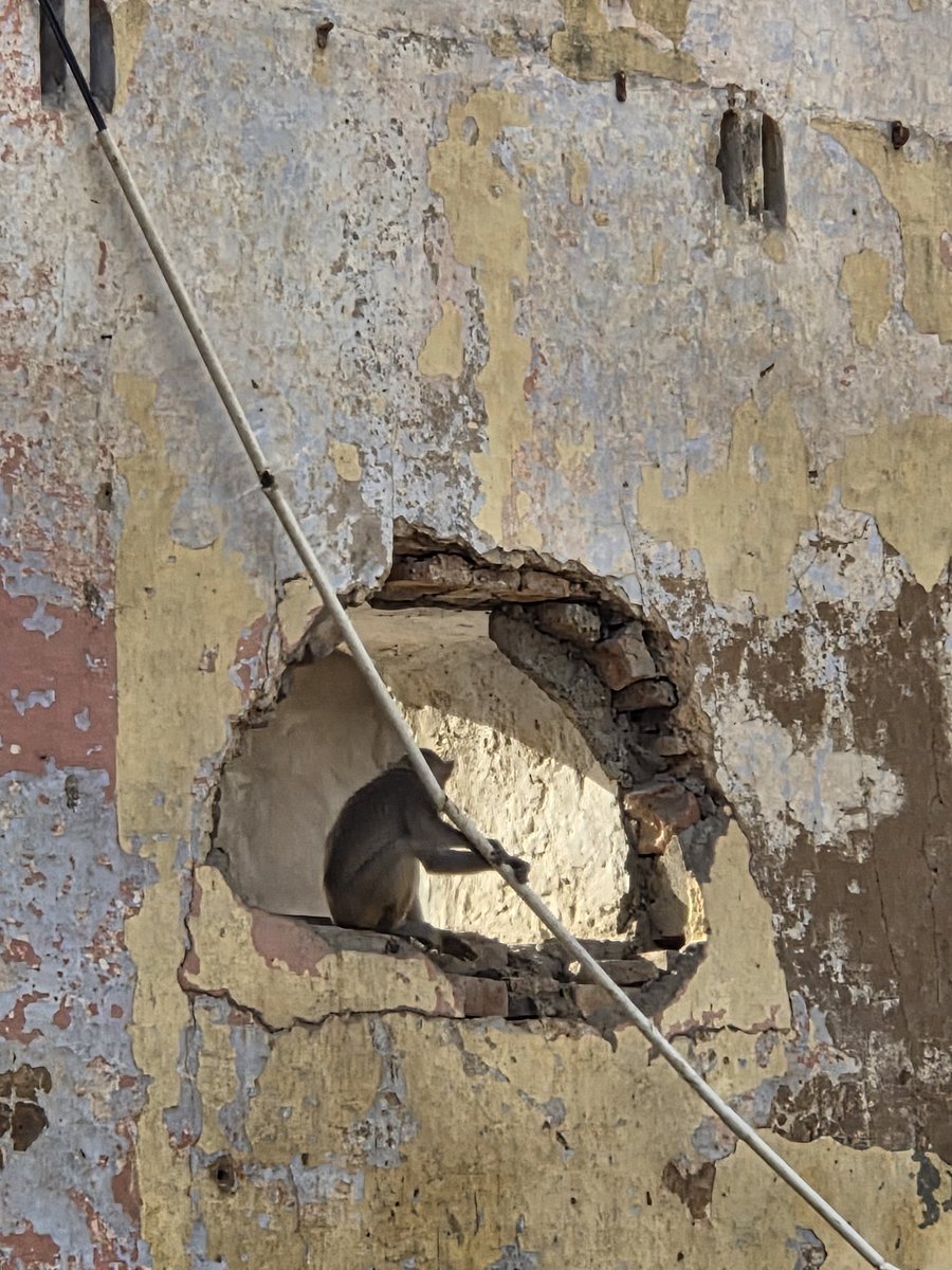 Richa🦋 tweet media