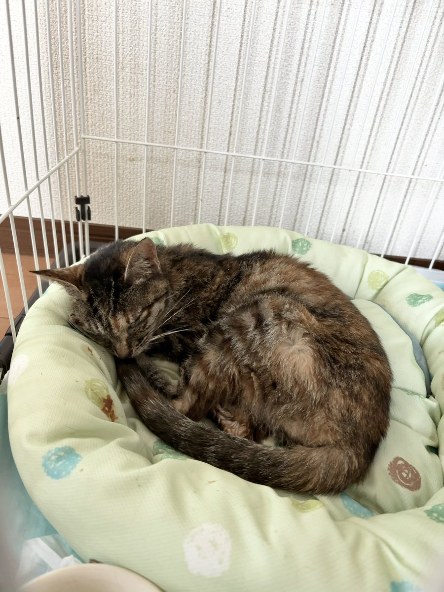 ねこのトラ tweet media