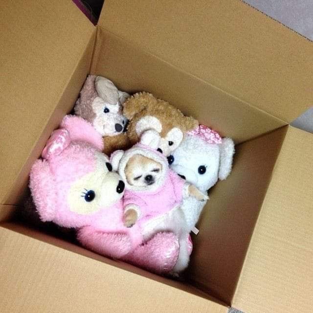 치와와 아카이브 tweet media