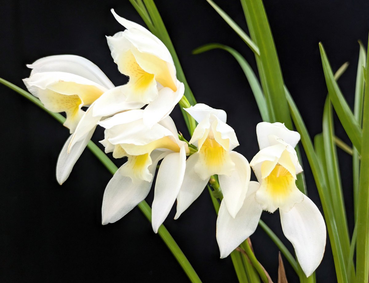 purewater_masa's tweet image. 雲南の精霊のような、花弁の白さとクリーム色が何とも上品な花です✨️
ウェンシャネンセの珍しい色彩変異花です。
やや下向きに咲くので控えめな花姿。
マイルドで甘いクリーム洋菓子のような良い香りが特徴！
Cym. wenshanense fma. albescens
'Hengduan Beauty'
#ご蘭なさい 
#orchid 
#cymbidium