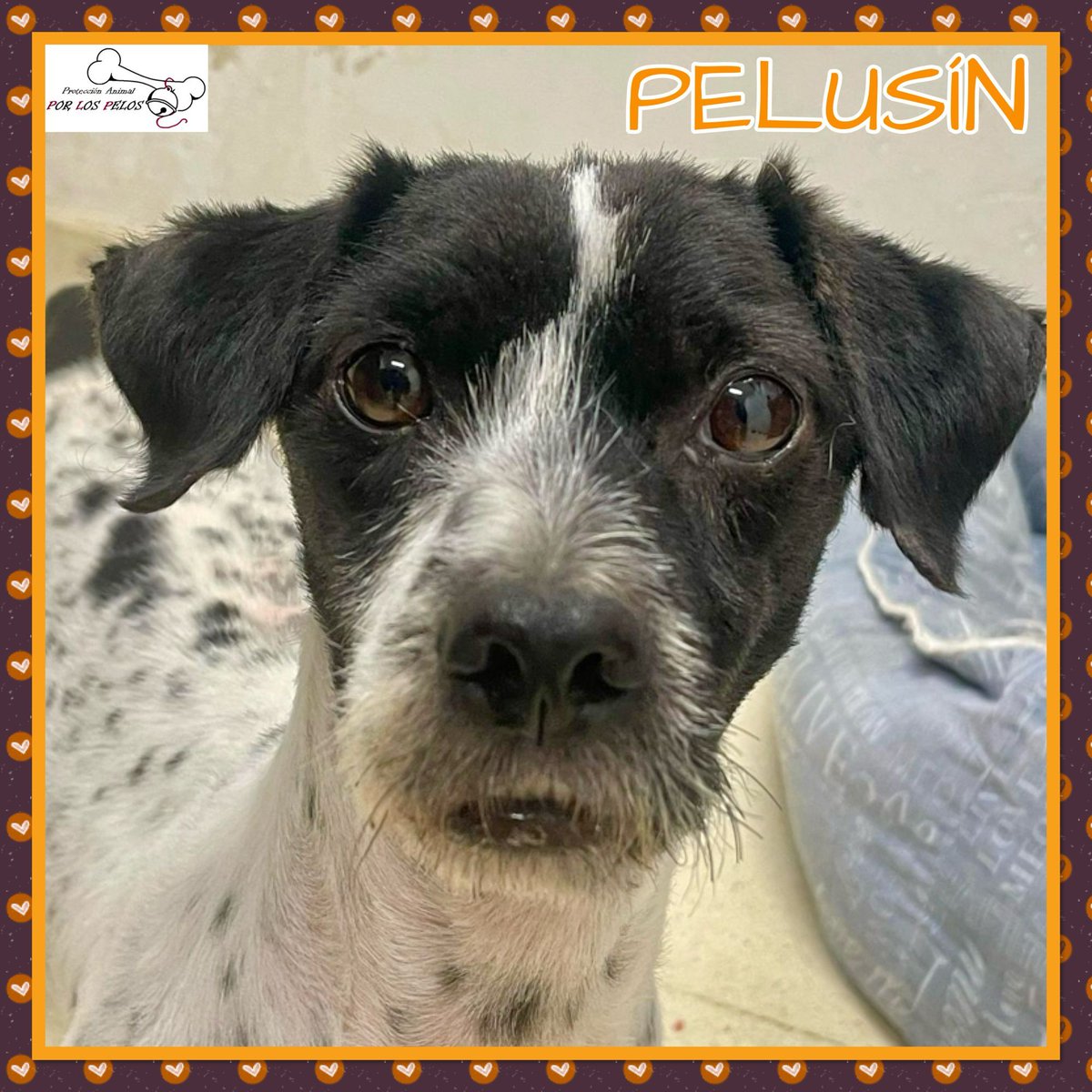 𝐏𝐎𝐑 𝐋𝐎𝐒 𝐏𝐄𝐋𝐎𝐒 tweet media