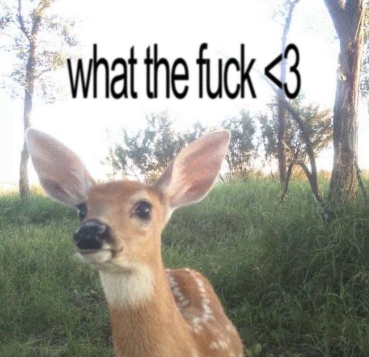 # лика ;; enhypen⁷ 🧡 tweet media