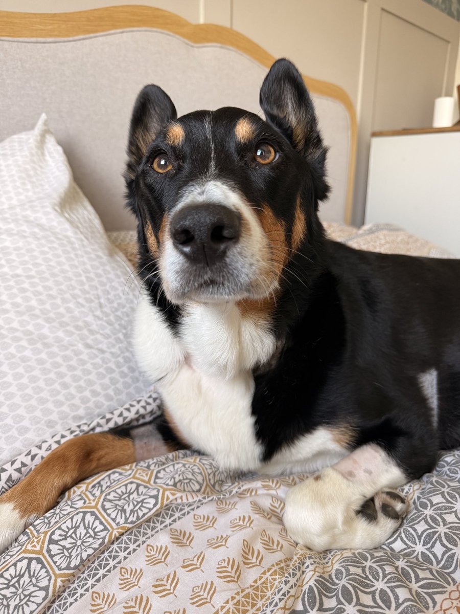 PipTheCollie tweet media