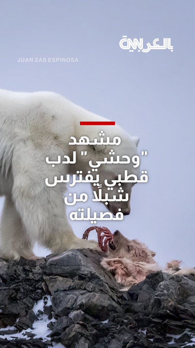 مشهد "وحشي" لدب قطبي يفترس شبلاً من فصيلته.. مصور يوثق اللحظة. لتفاصيل أكثر 