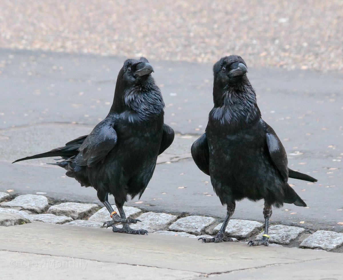 Crow Monthly tweet media