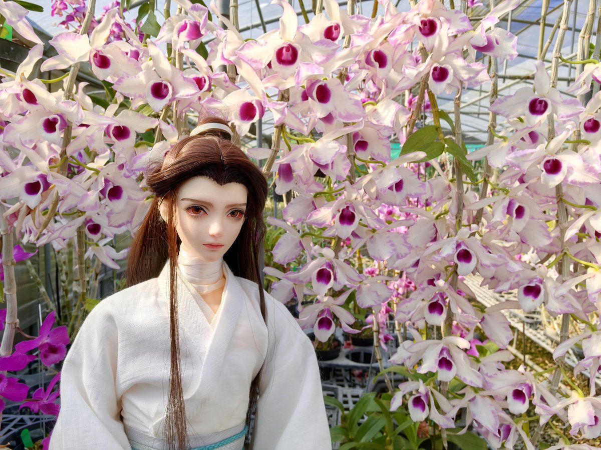 ab101327's tweet photo. 之前在賞花社團看到有人分享，免費參觀溫室培育的蘭花園，趁著天氣好，帶謝憐去拍照📷

#天官賜福 #天官赐福 #heavenofficialsblessing #tgcf #天官賜福アニメ
#謝憐 #謝怜 #xielian #花撮り
#ドール #球体関節人形 #bjd #doll #bjd #balljointeddoll #bjdmakeup #dolls https://t.co/uDe4dhkQ98