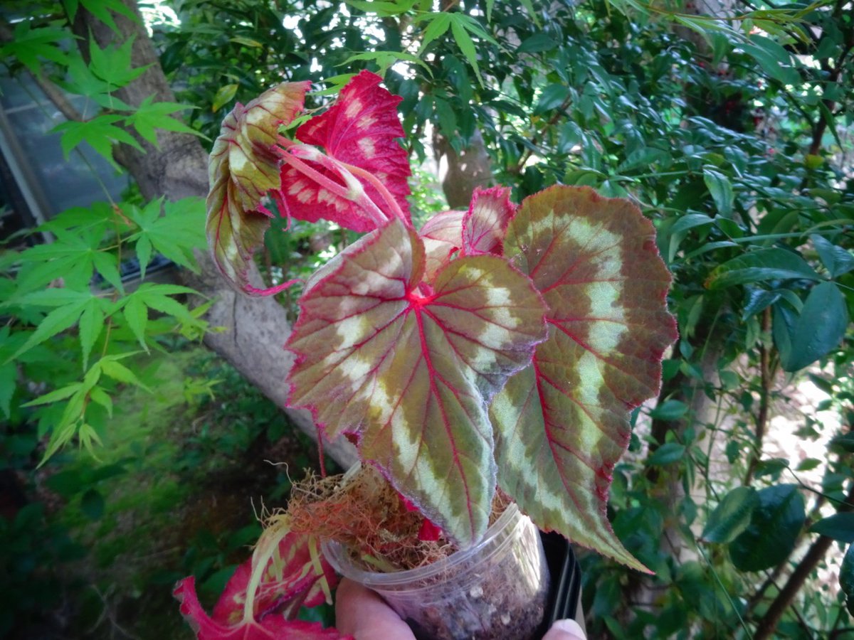 #Begoniacathayana
#ベゴニアカタヤーナ

何度も失敗していた雲南省原産の難物。しかもピンク花。今回は挿し床を軽石にして僅かに開いた水槽内で増殖。①ものすごい根張り！冬の間にニョキニョキと伸びたものを鉢上げした。屋外ポリ袋被せで管理し一つだけは万全を期し室内ワーディアンケースで育成。