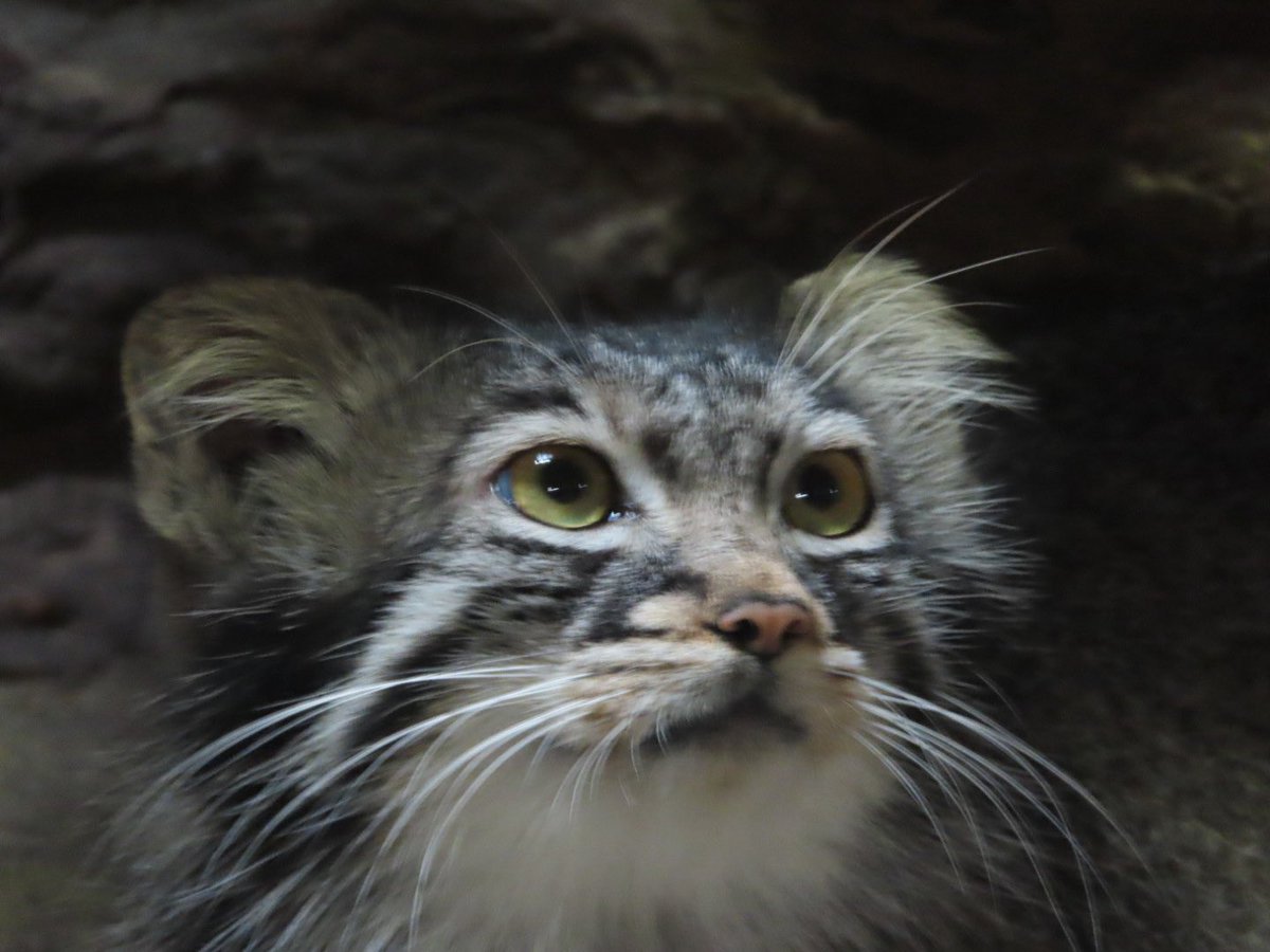 さとう tweet media