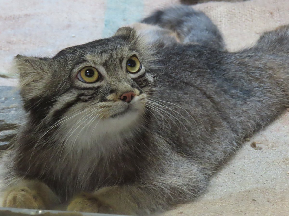 さとう tweet media