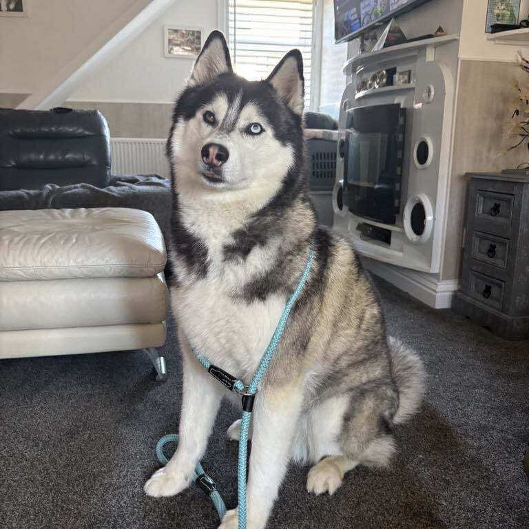 Animal Adoptions UK 🐕🦺🐈🐎❤️ tweet media