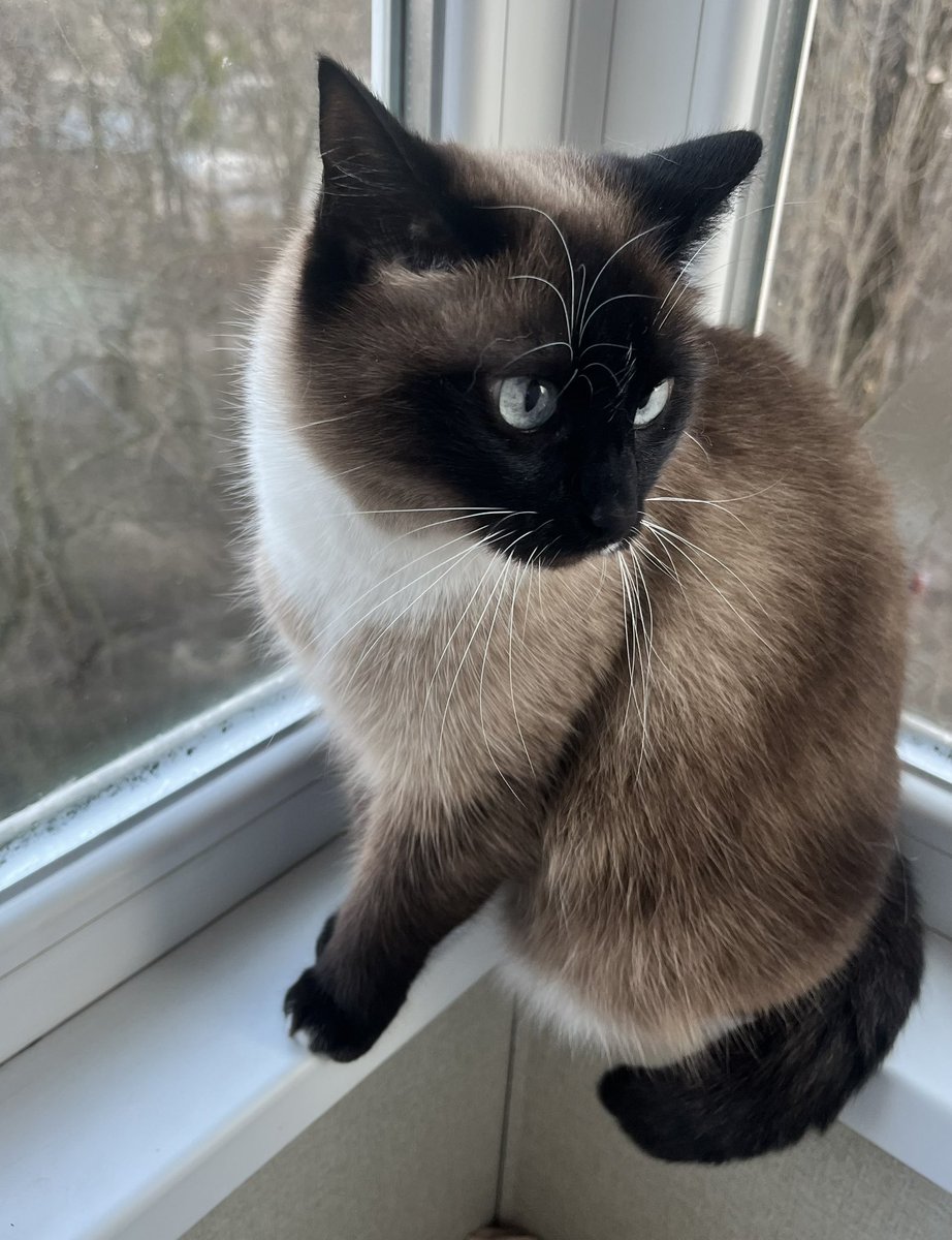 Шако tweet media