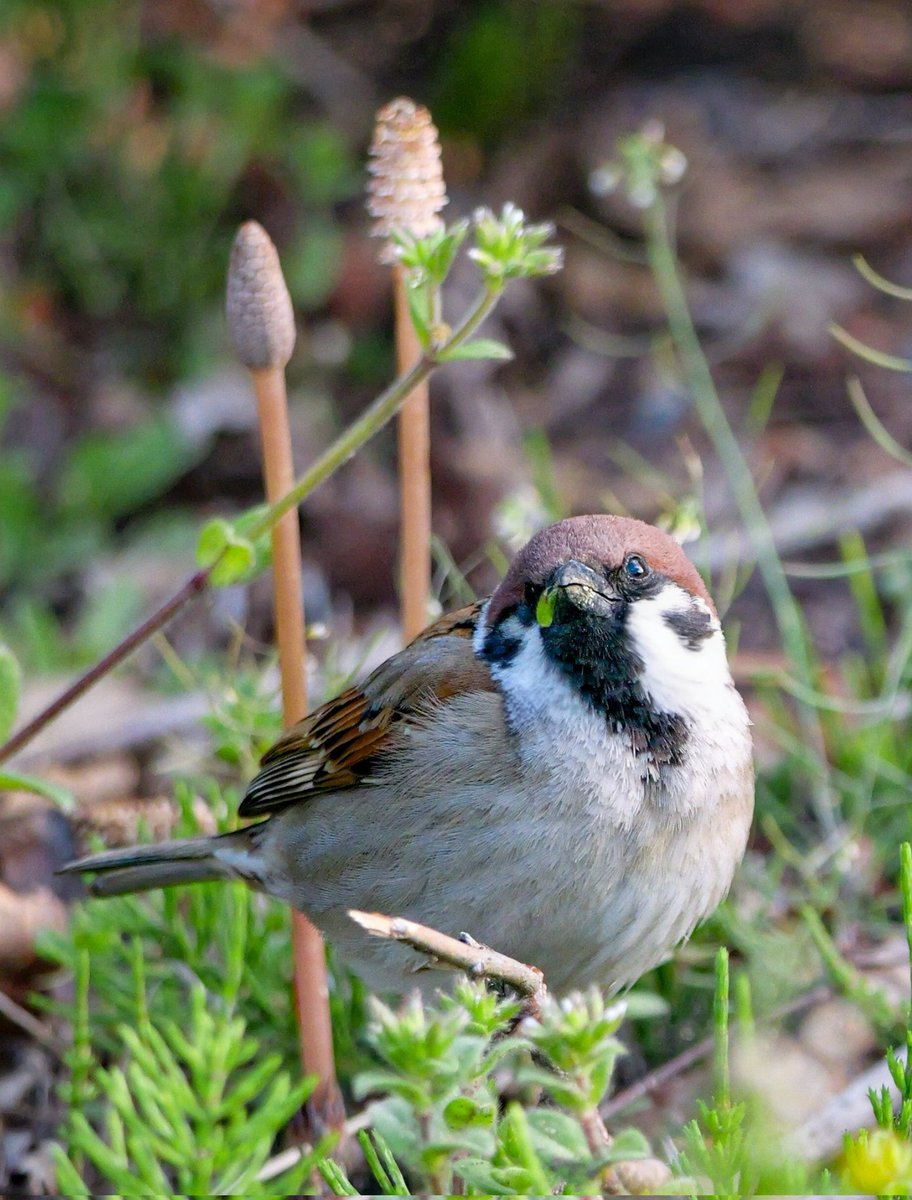 たーこいず☘️(•'ө'•)໒꒱ tweet media
