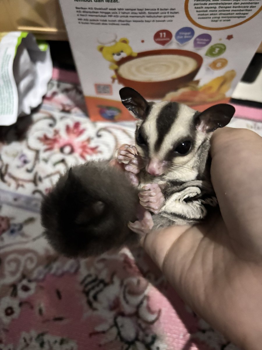 marphysea's tweet photo. open adopt sugar glider dom jaksel https://t.co/KWmbC5cjzI