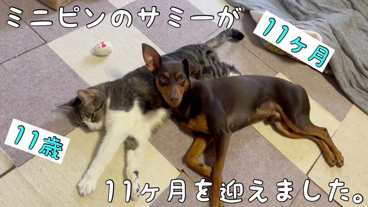 nukoandinu's tweet photo. ミニピンのサミーが11ヶ月になりました。
https://t.co/UPiEmJZXEx

#ミニピン、#パピー、#子犬、#チョコタン、#愛犬、#猫まくら、#トイプードル、#犬、#猫、#犬と猫、#ペット、#保護猫、#捨て猫
#元野良猫、#犬好きさんと繋がりたい、#猫好きさんと繋がりたい https://t.co/6zEvOQWs7h