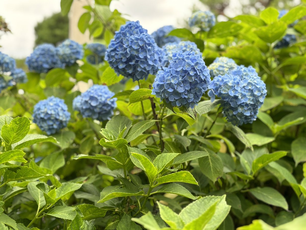 オッツー🚩 tweet media