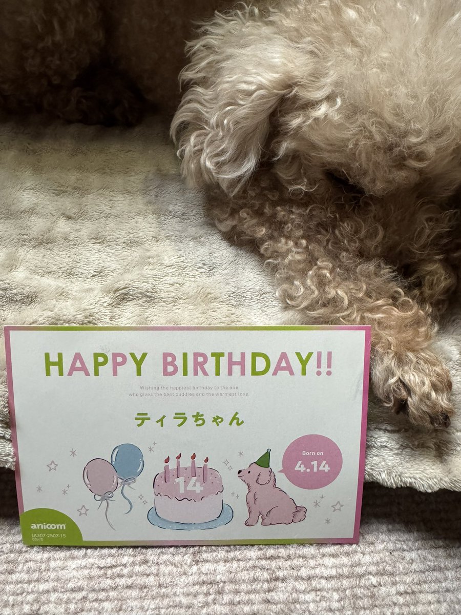 4月になってすぐアニコムさんから届いた🎂

明日で14歳
ちょっとした段差を失敗したり、寝る時間がぐっと増えたり
でも仕草は今だにパピーみたいだったり

明日が来てほしいような来てほしくないような
もし永遠の命があるとしたら、大切なこの子たちがそうだといい

2026/4/13

#秘密結社老犬倶楽部