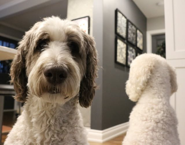 Nessa + Macie Doodle 🇨🇦 tweet media