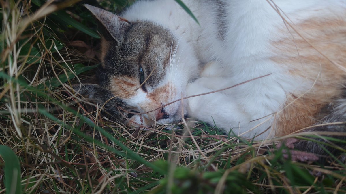 ☾もと🎧໒꒱· ﾟ tweet media