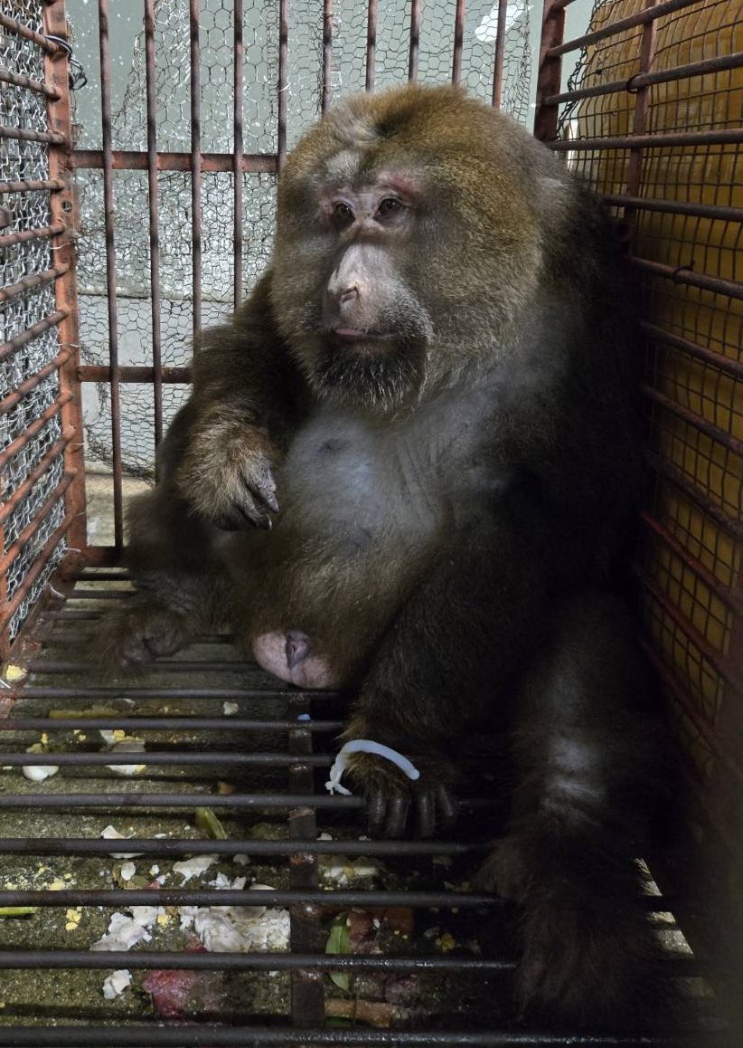 日本モンキーセンター（公式） tweet media