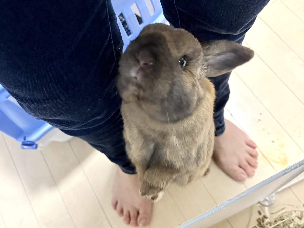 うさぎのポパイ tweet media