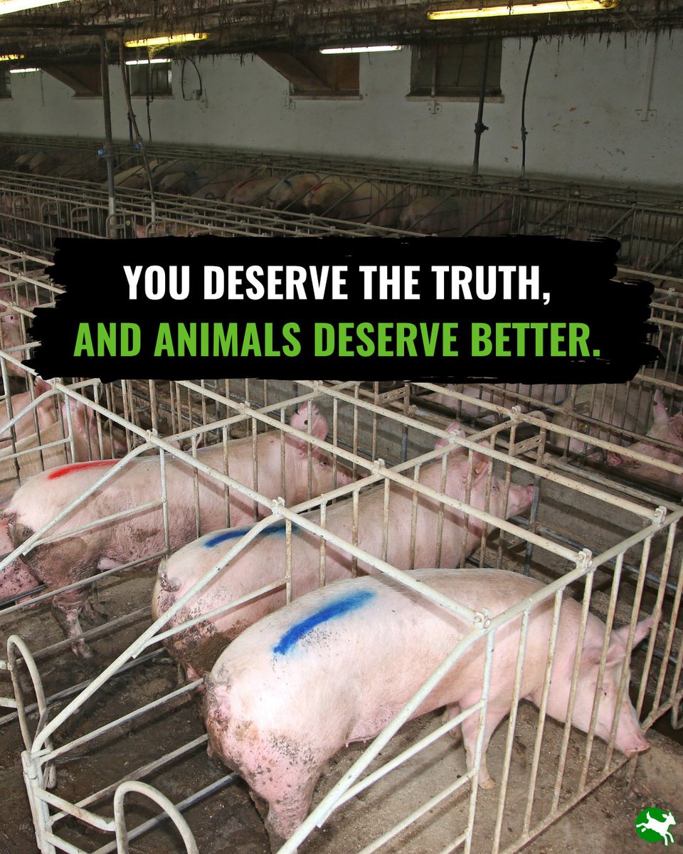 ciwfusa's tweet image. Transparency is a right, and the animals trapped in this system deserve a life free from the cruelty of factory farming. ✊

 #AnimalWelfare #Transparency #EndFactoryFarming