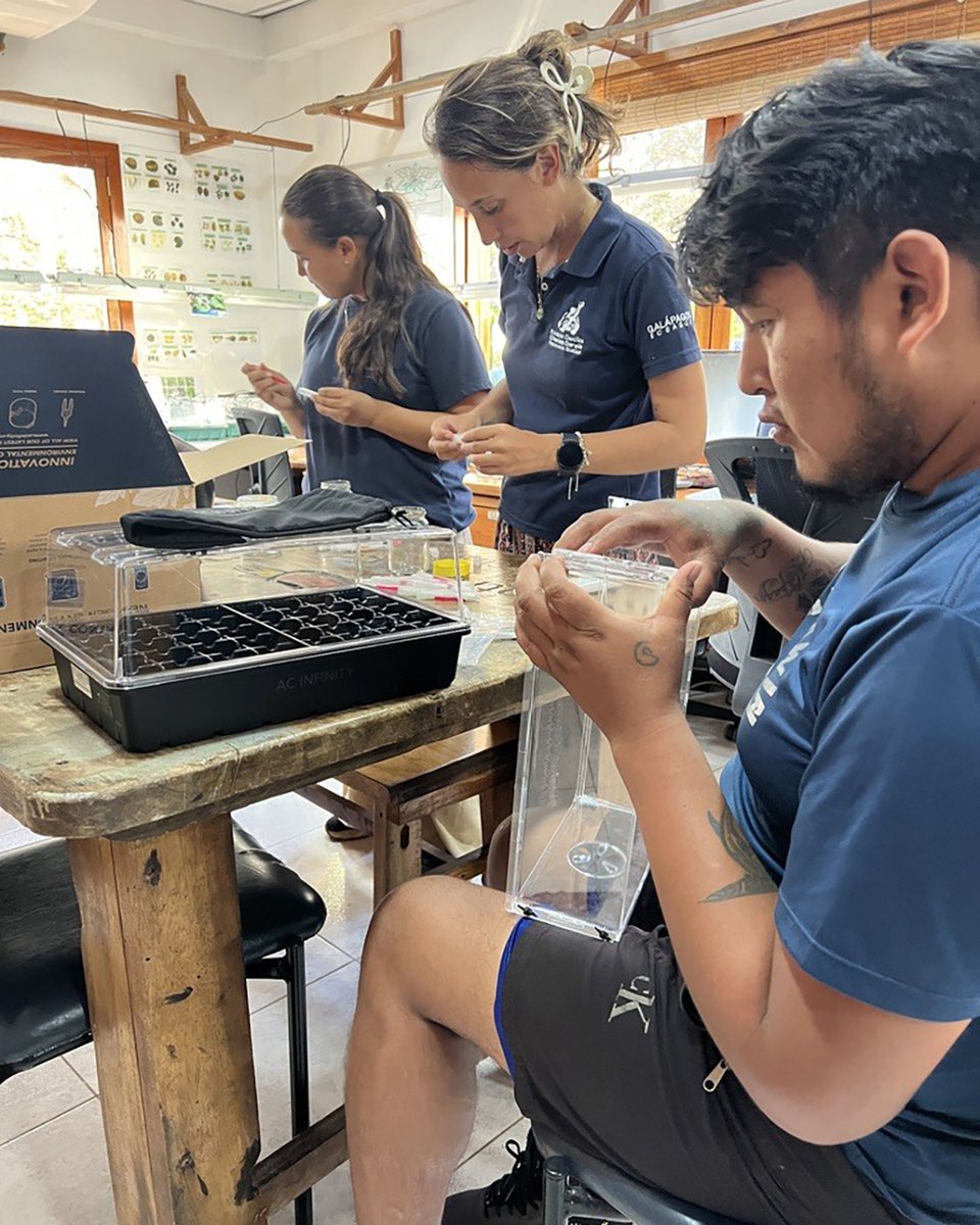 DarwinFound's tweet image. #Blog 🌿 ¿Cómo se ve la evolución en tiempo real? 🌿🌎 En Galápagos, las 𝘚𝘤𝘢𝘭𝘦𝘴𝘪𝘢 muestran cómo las especies se adaptan a distintos ambientes, incluso dentro de una misma isla. Descubre más aquí 👇