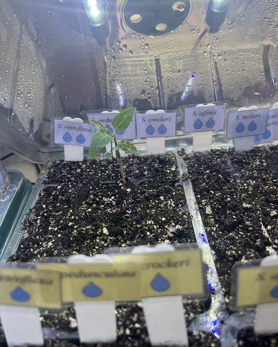 DarwinFound's tweet image. #Blog 🌿 ¿Cómo se ve la evolución en tiempo real? 🌿🌎 En Galápagos, las 𝘚𝘤𝘢𝘭𝘦𝘴𝘪𝘢 muestran cómo las especies se adaptan a distintos ambientes, incluso dentro de una misma isla. Descubre más aquí 👇