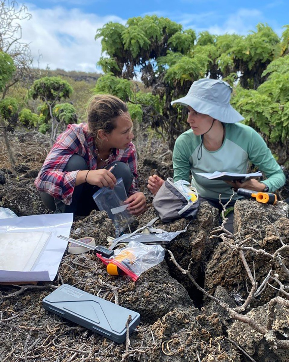DarwinFound's tweet image. #Blog 🌿 ¿Cómo se ve la evolución en tiempo real? 🌿🌎 En Galápagos, las 𝘚𝘤𝘢𝘭𝘦𝘴𝘪𝘢 muestran cómo las especies se adaptan a distintos ambientes, incluso dentro de una misma isla. Descubre más aquí 👇