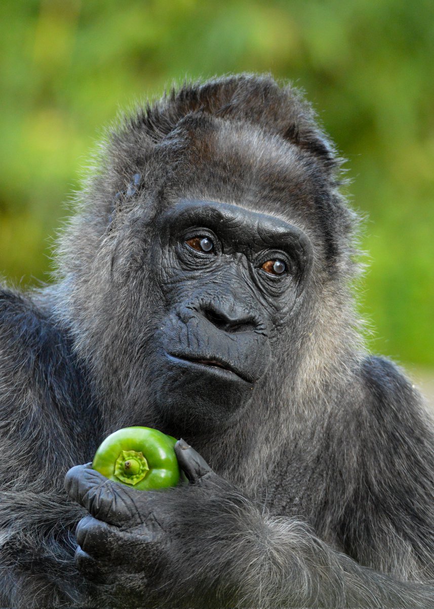 ape head fred tweet media