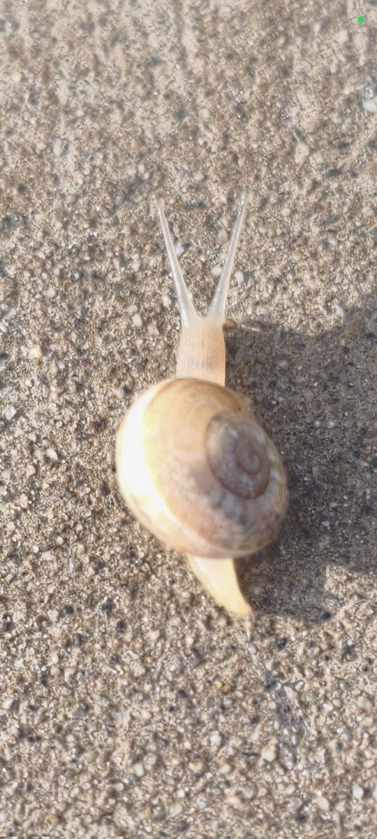 Aquel caracol
Que va por el sol
En cada...