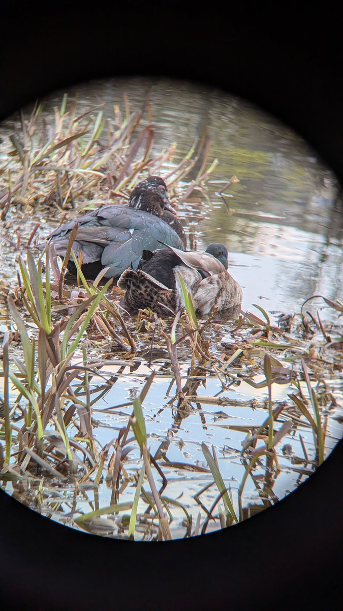 делулу в шоколаді tweet media