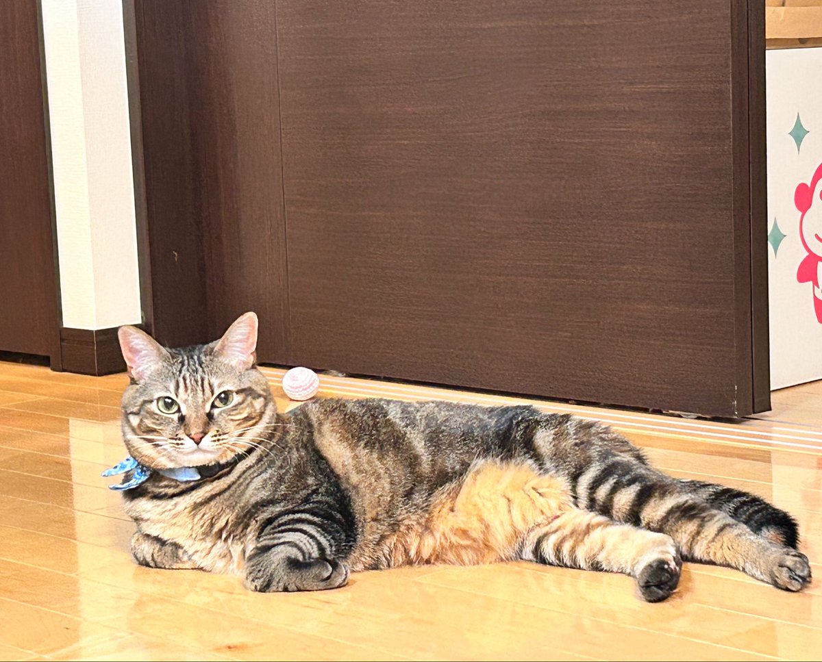 mii20220415's tweet photo. 遊び疲れた美女🐈🐾

#猫 #cat #猫のいる暮らし #にゃんこ #ねこ #猫好き #ネコ #保護猫 #キジトラ #猫がいる生活 #猫好きさんと繋がりたい #猫がいる幸せ #ネコ #猫写真 https://t.co/FQXNR4OsKx