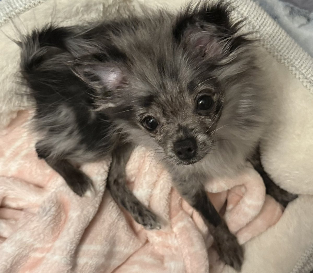 bryanna🐶🐾🩷🐶🐾🩷🪽 tweet media