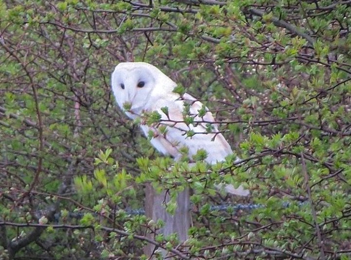 GordonBlackett's tweet photo. A hunting Barn Owl was peering through the greenery on local farmland early this morning. @teesbirds1 https://t.co/pAFAocjOiy