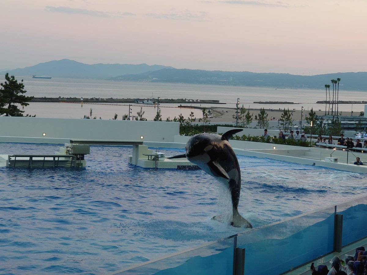 ぎに猫 tweet media