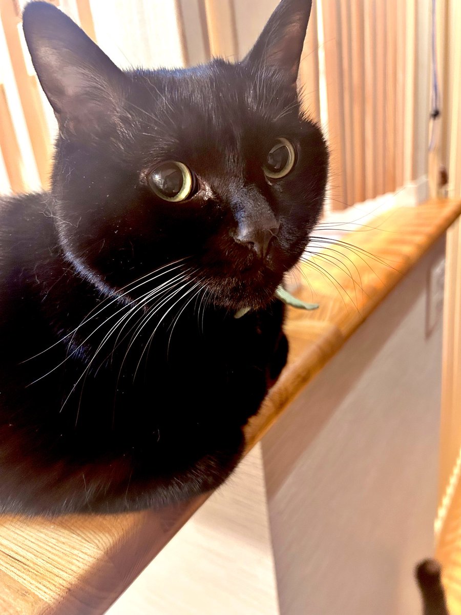 roy20210212's tweet photo. キッチンカウンターで香箱座りしているロイくん🐈‍⬛🐾
そこ安心なの？🤔

#猫 #黒猫 #猫好きな人と繋がりたい #猫のいる暮らし #にゃんこ #ねこ #猫好き #ネコ #猫がいる暮らし #猫がいる幸せ #猫好きさんと繋がりたい #猫写真 #ねこ写真 #ネコ写真 https://t.co/kG261FeSSn