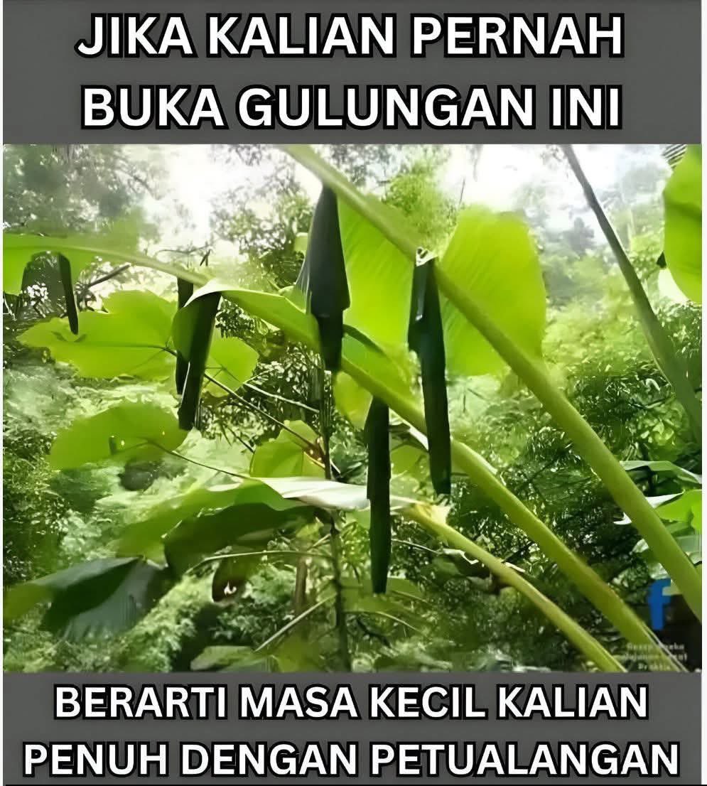 sosmed keras tweet media