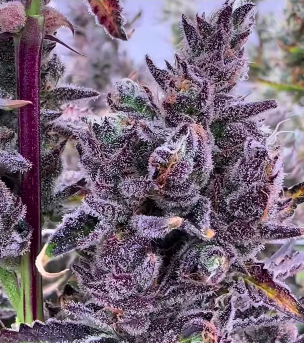 CANNA COLLECTORS tweet media