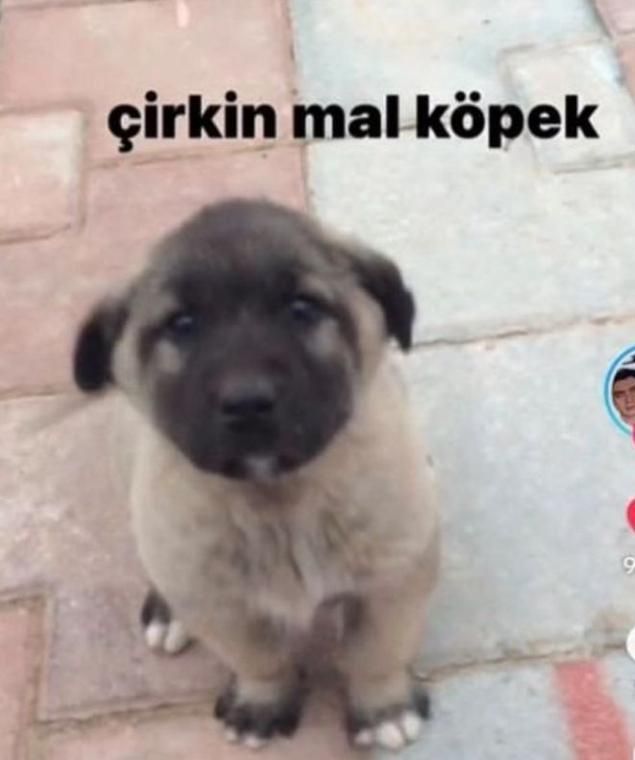lara🇹🇷🐺 tweet media