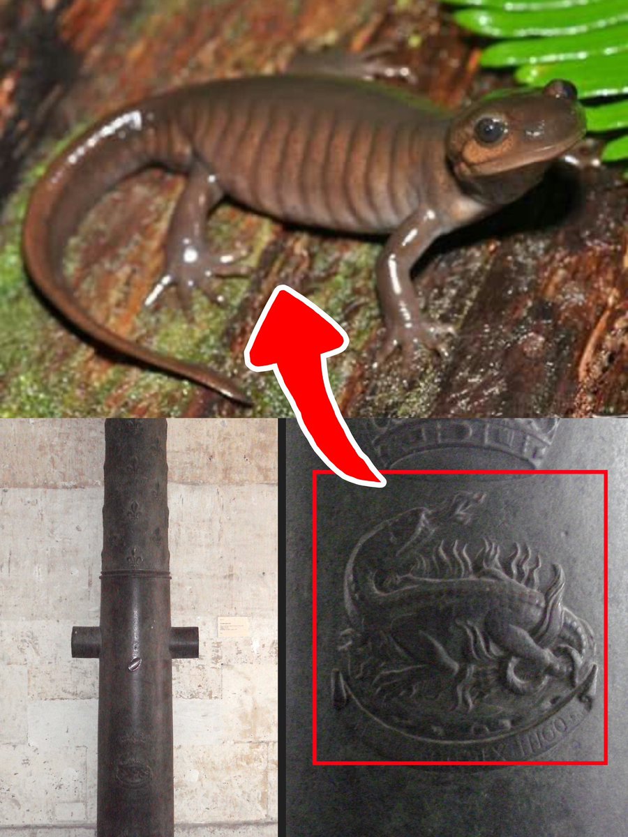 SULI_OP's tweet image. 🔥 #سبويلر_ون_بيس 🔥

"  نيران ايم ساما  "

اعتقد الأمر يحتمل أمرين لا ثالث لهما و قد تكلمت عن نقطة قديمة تخص ( ايم ساما ) و هي أن تقطة النيران ترتبط ارتباط كلي بـ ايم و قلتها و أكررها بأن ( السلمندر أو السلمندر الناري ) هي فاكهة ايم !

ينظر إليه على أنه يمتلك صفات و قدرات النار