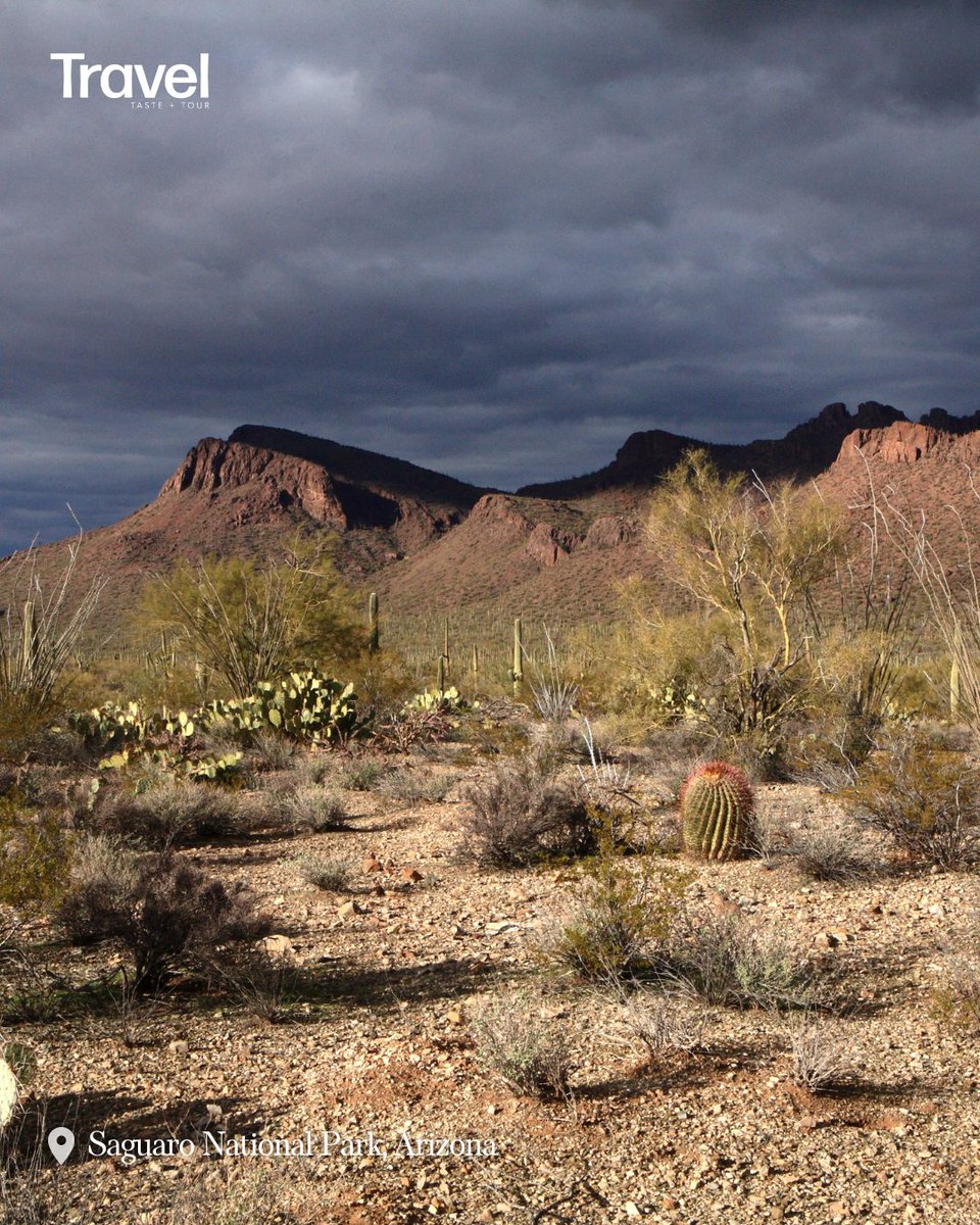 TrvlTasteTour's tweet image. April in Saguaro is peak desert bloom. Giant cacti, wildflowers, and golden sunsets create a landscape that feels both powerful and peaceful. 🌅🌵
.
.
.
.
#adventuretime #taste #hiking #hikingadventures #traveladdict #outdoors #traveltheworld #travelblog #blogging #usa #visitusa